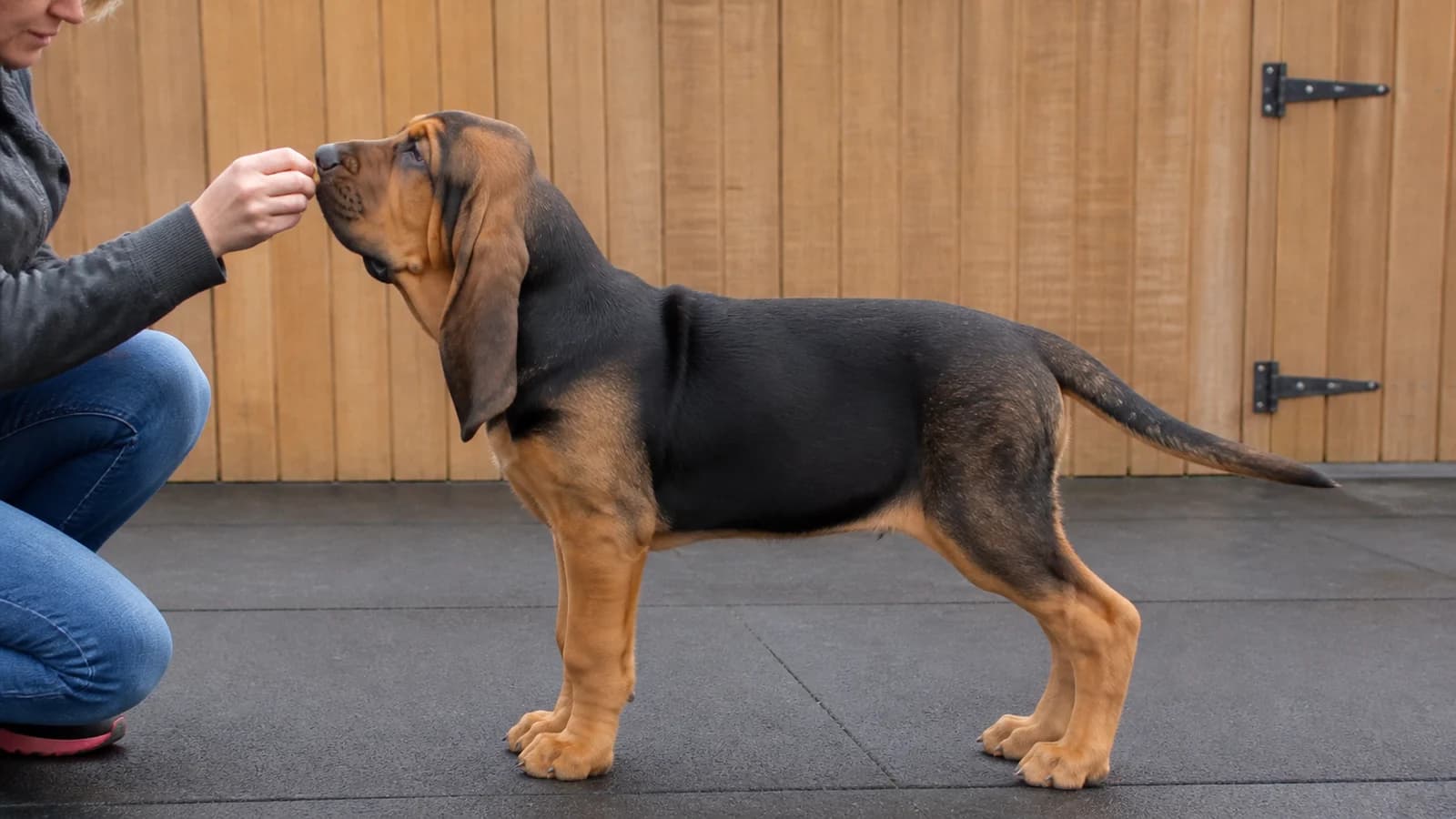 Owner reward-training a Bloodhound puppy in a quiet fenced yard
