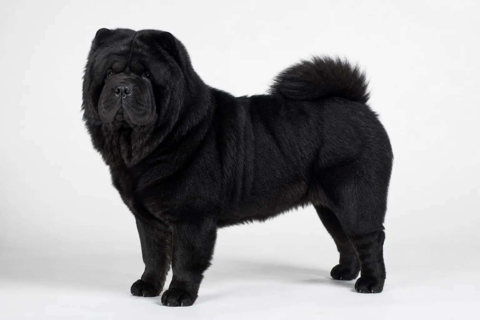 Black smooth-coat Chow Chow showing accurate coat texture and square outline