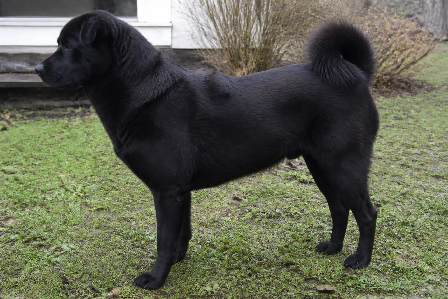 Medium black Chow Lab mix standing in full side profile outdoors