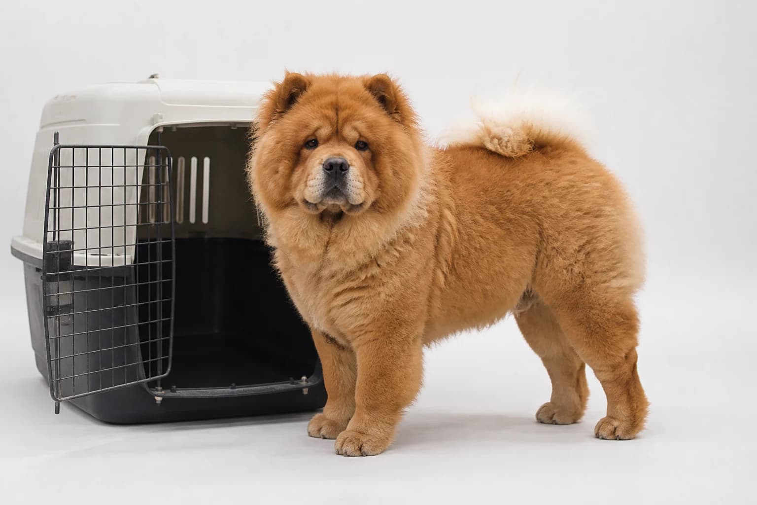 Adult Chow Chow measured nose to rump and floor to head beside an open crate