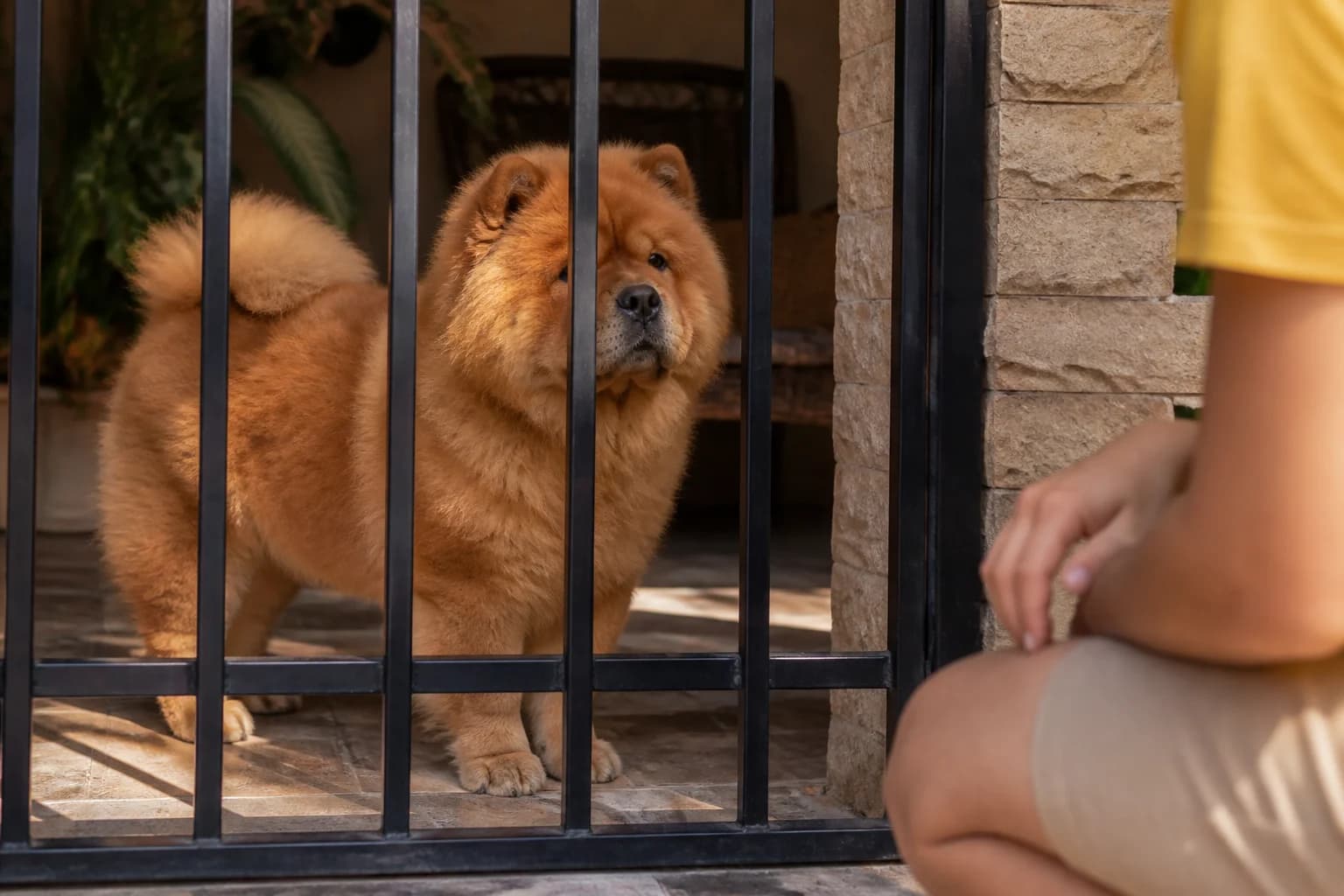 Young Chow Chow observing a visitor from behind a secure barrier