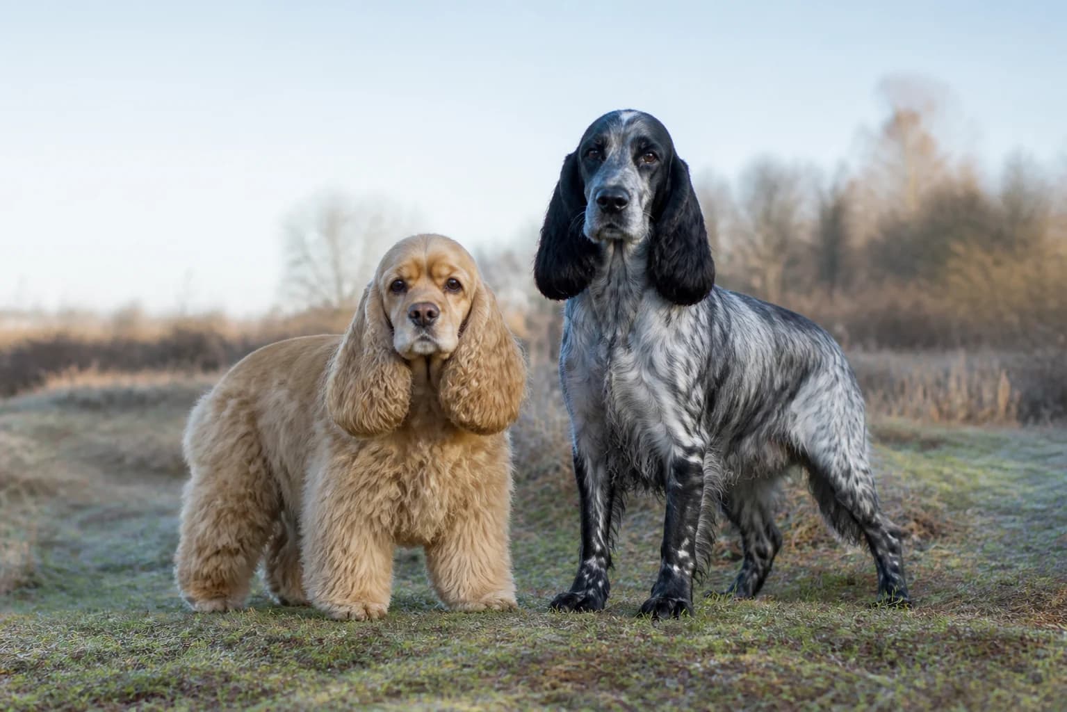 American and English Cocker Spaniels standing together outdoors with accurate proportions and coat texture