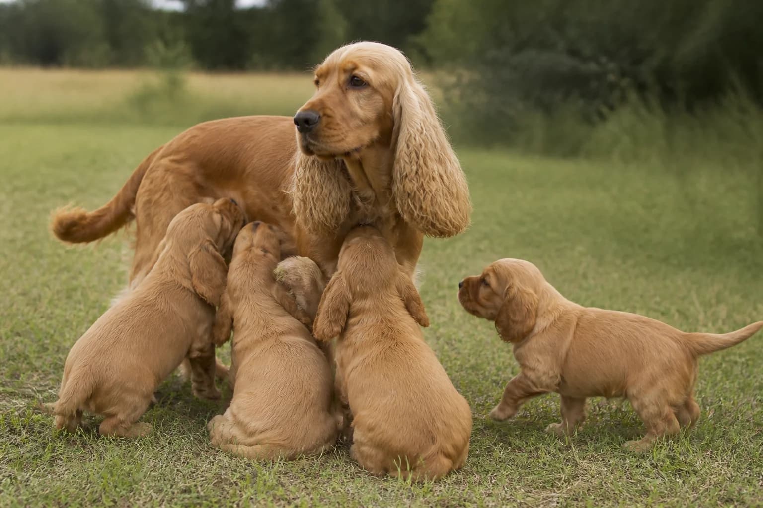 Cocker Spaniel litter interacting with its dam in a clean enriched home area
