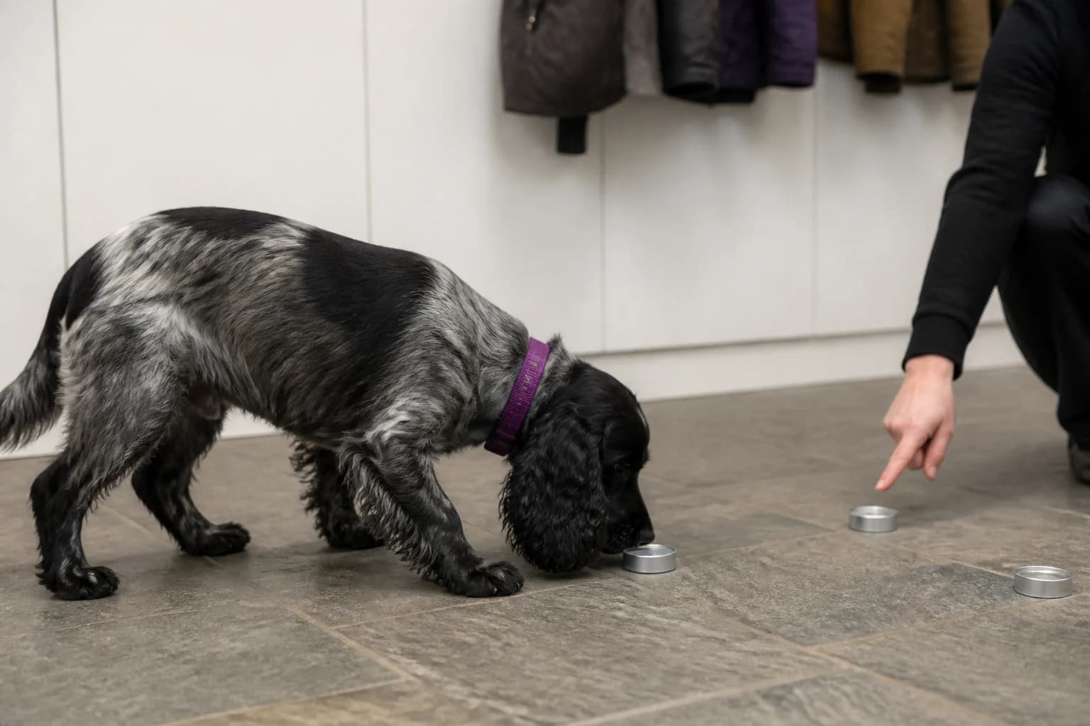 Cocker Spaniel searching for hidden scent tins along a safe garden route
