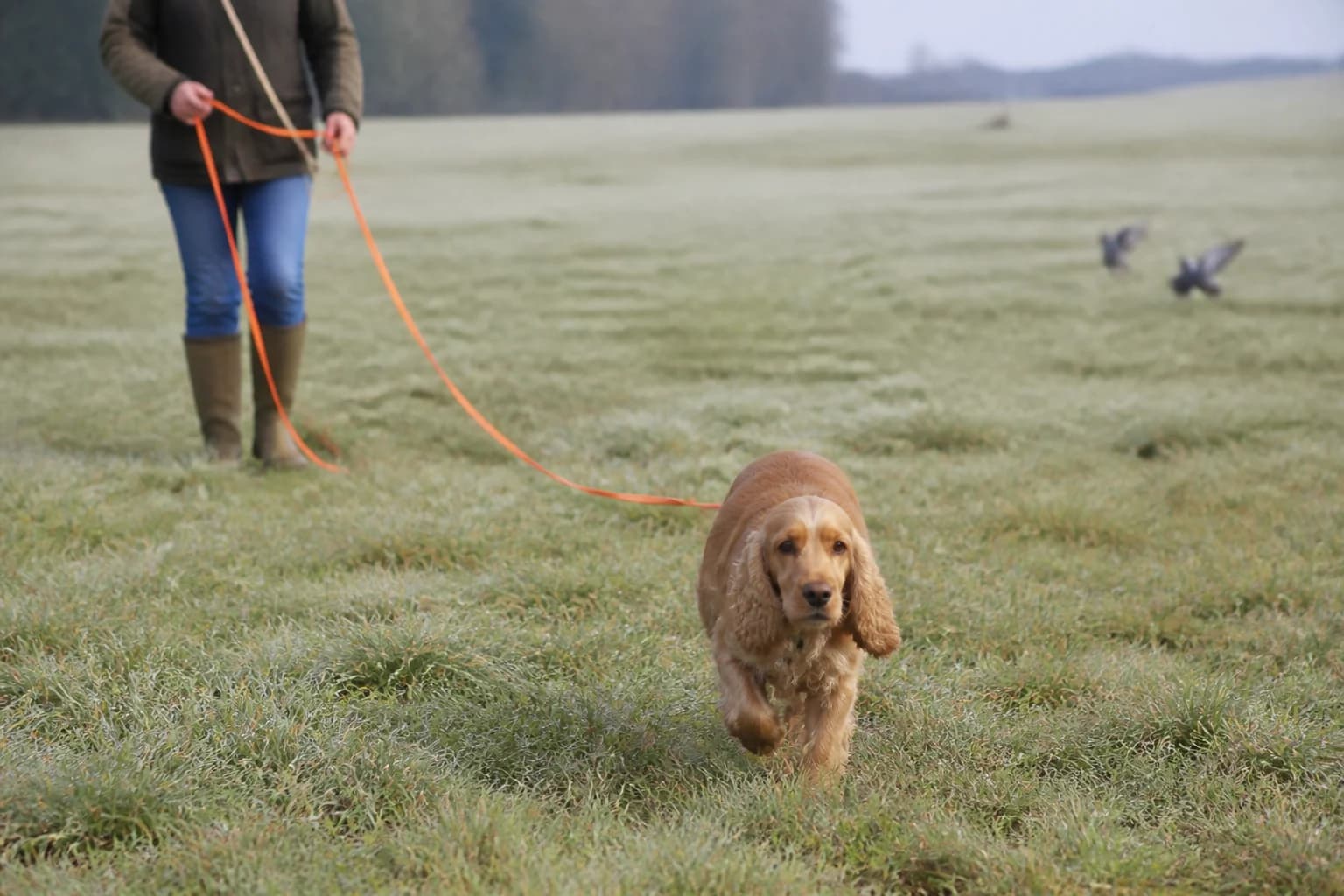 Cocker Spaniel practicing long-line recall away from birds in an open field