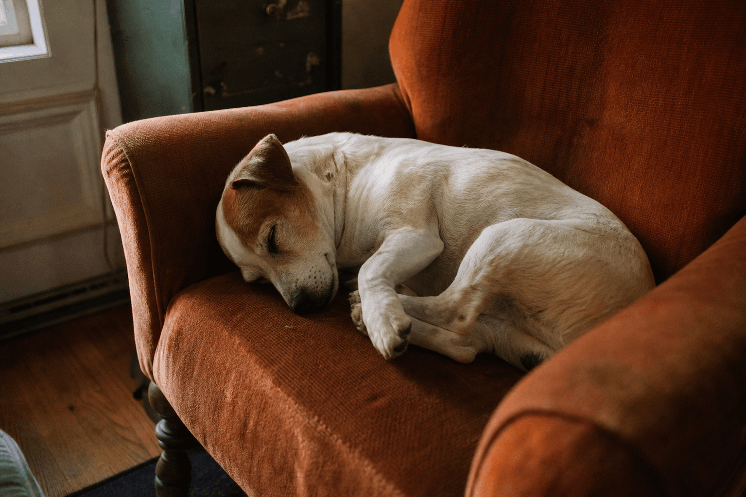 Small terrier sleeping loosely on a rust-colored armchair.