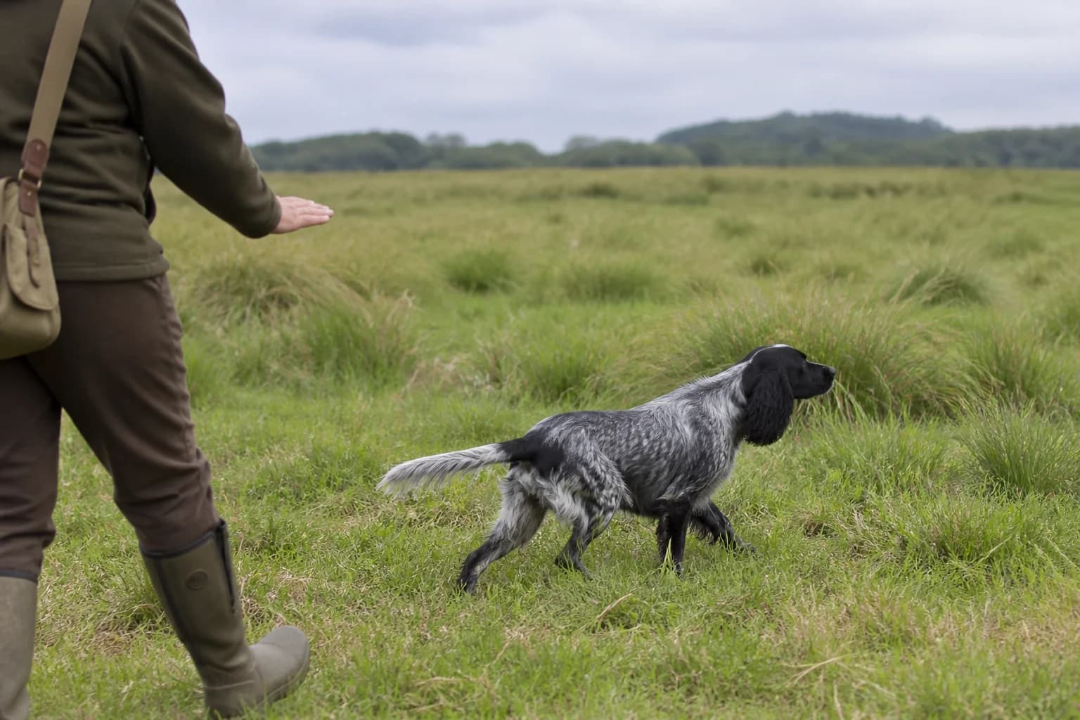 Working-line English Cocker Spaniel quartering through a field under handler direction