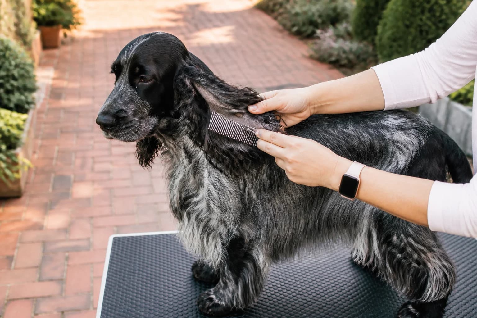 Owner combing feathering behind an English Cocker Spaniel ear on a grooming table