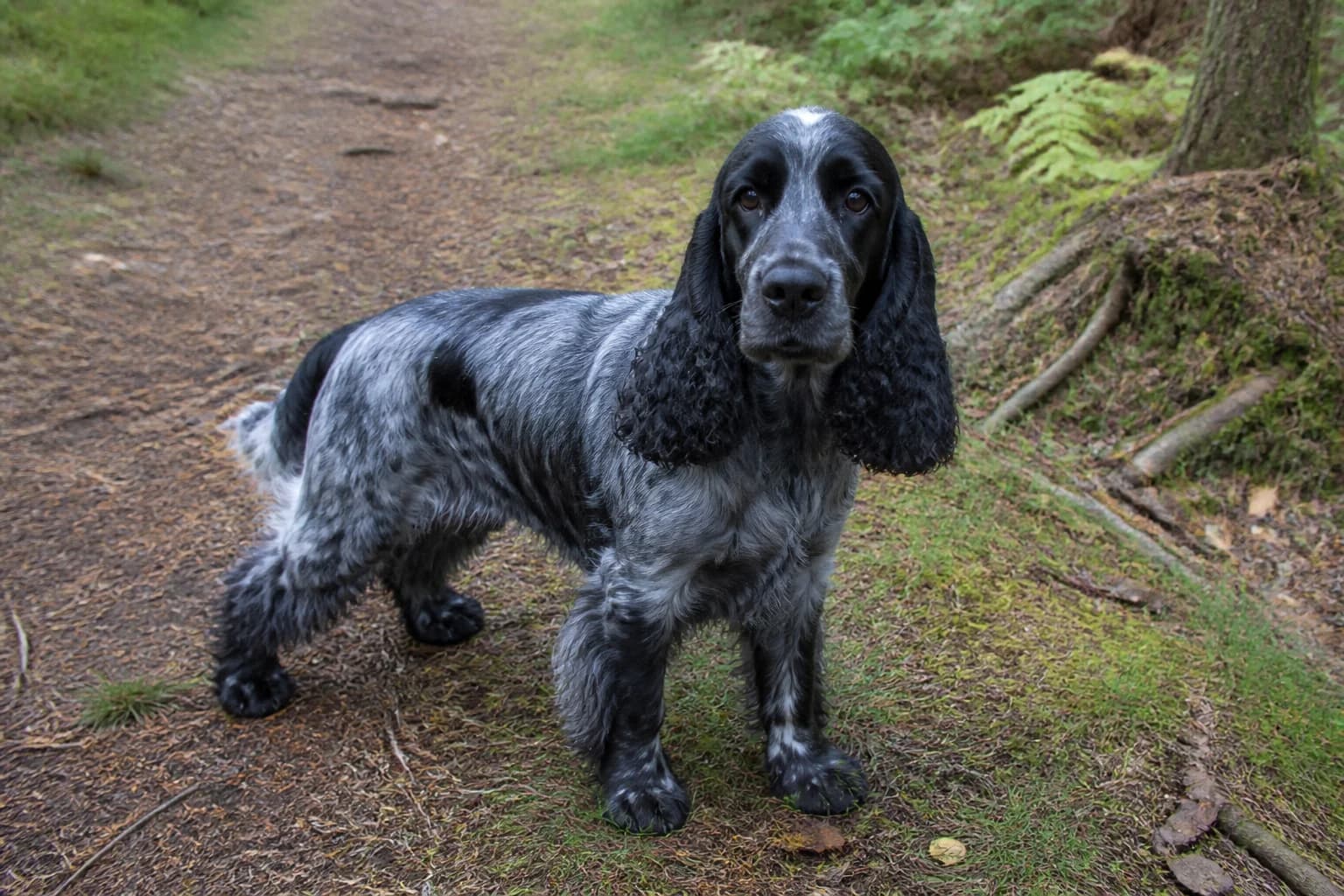 Adult blue roan English Cocker Spaniel standing on short grass with correct athletic outline and long ears