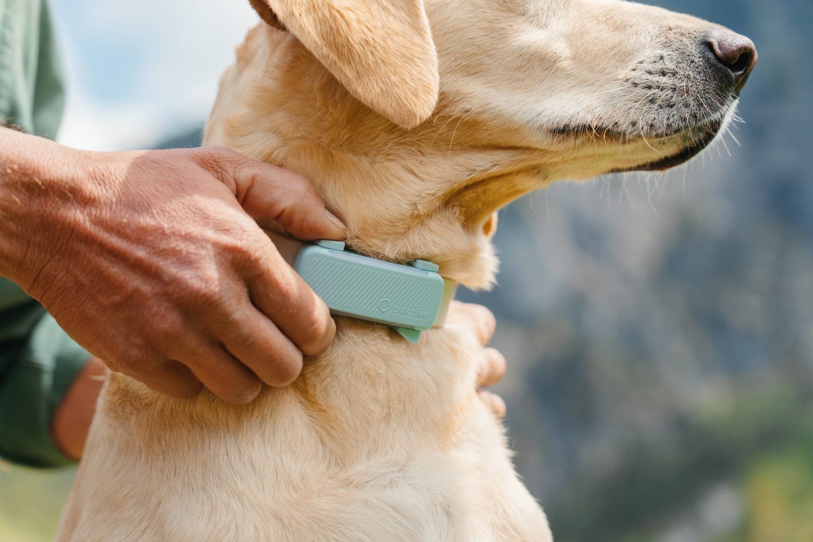 Owner attaching a mint Tractive GPS tracker to a yellow Labrador's collar.