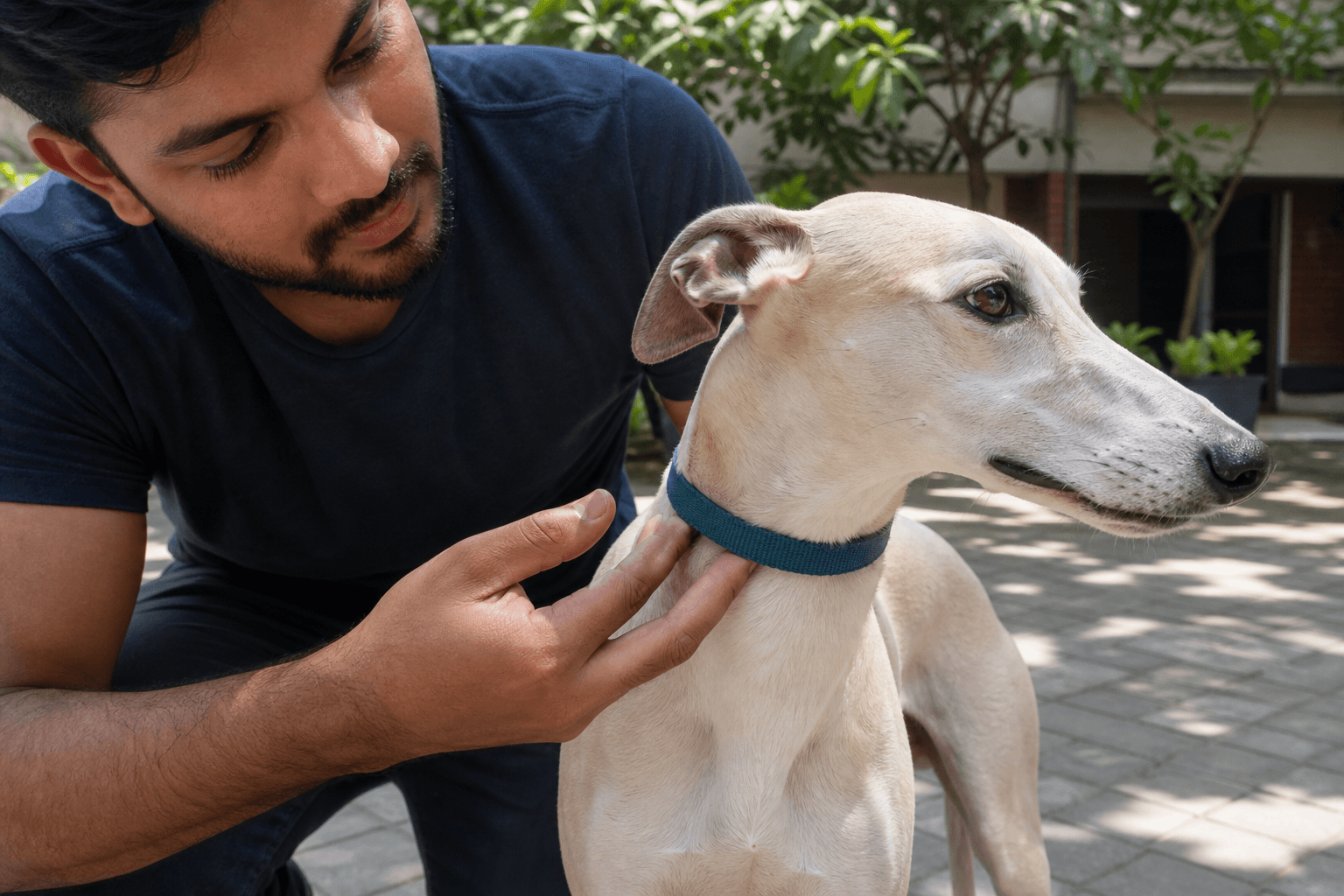 Owner checking the fit of a plain fabric collar on a relaxed Whippet.