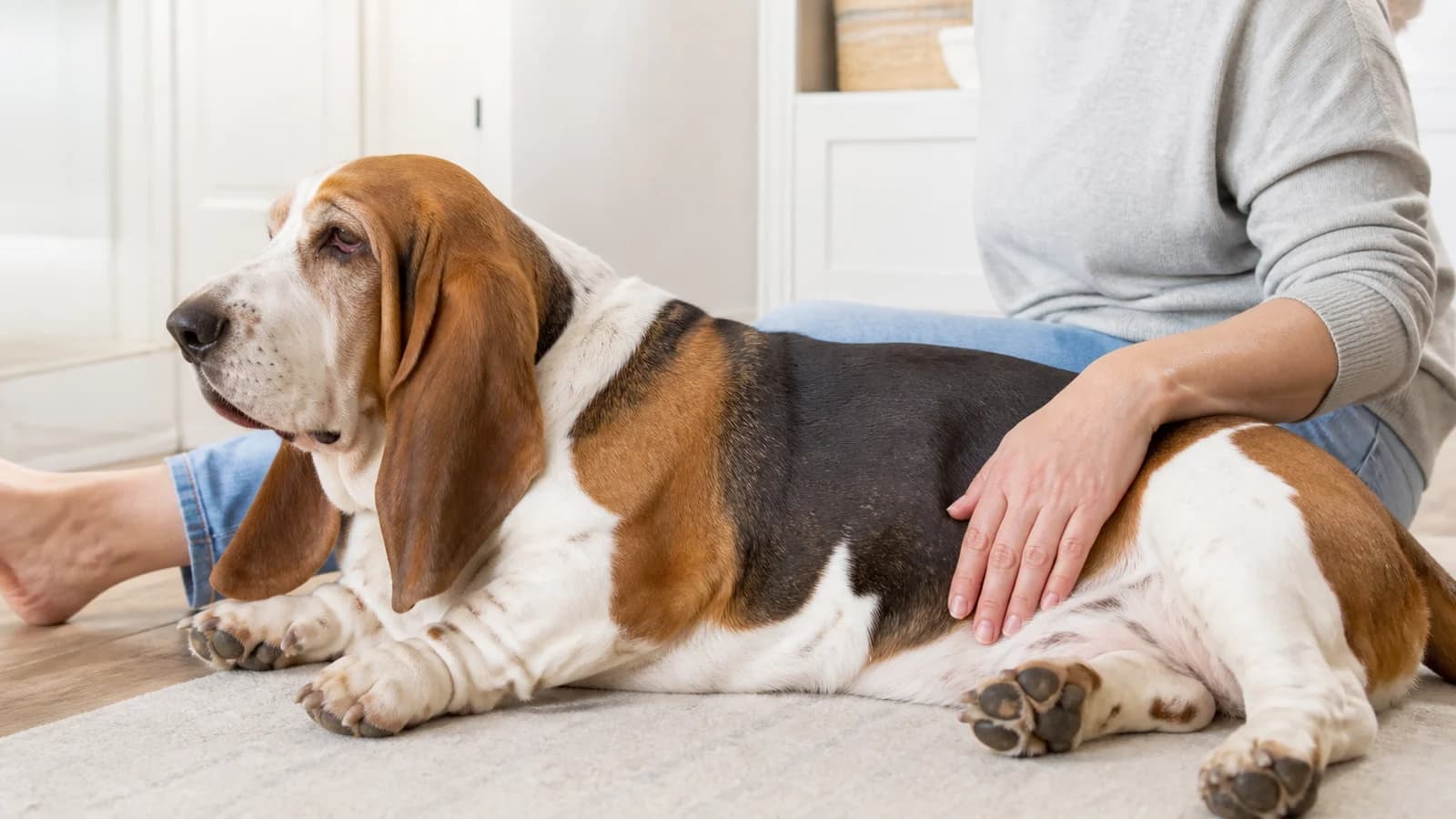 Relaxed Basset Hound resting beside an adult family member in a bright home