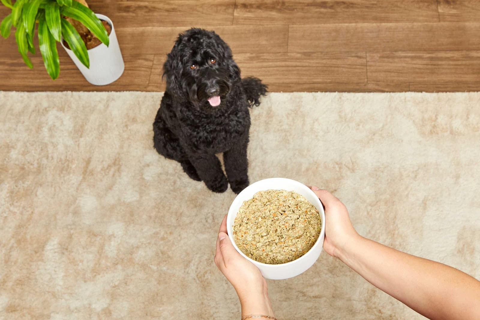 A black dog watching a person hold a bowl of prepared Honest Kitchen food