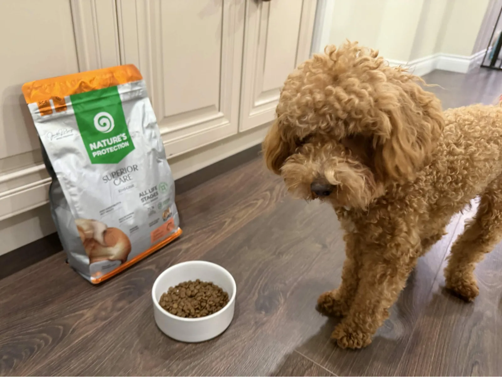 Teddy, a red-apricot Miniature Poodle, next to Nature's Protection Superior Care Red Coat small breed dog food