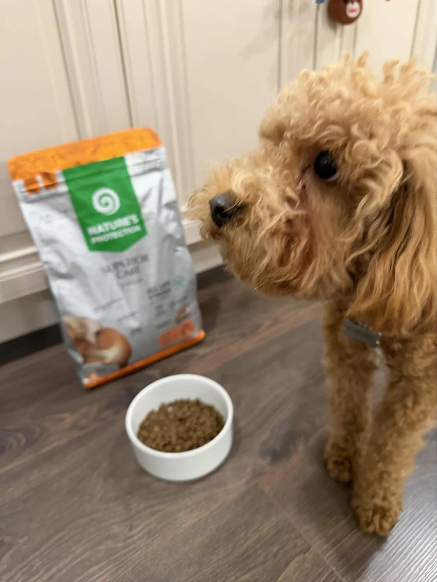 Teddy, our Miniature Poodle, beside a bag of Nature's Protection Superior Care Red Coat Small & Mini Breeds Salmon dog food.