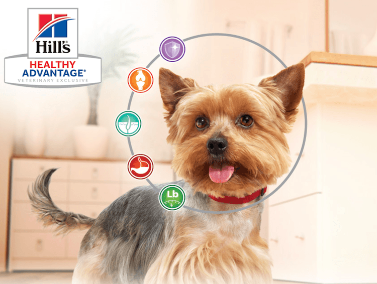 Photo of dog with Hill's Healthy Advantage logo