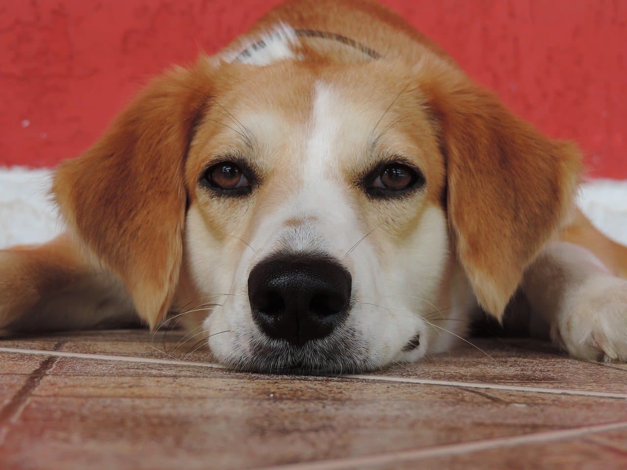 Recalled: Hollywood Feed Carolina Made Jerky Treats