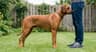 Ridgeback Acceptable Ridges Rhodesian Ridgeback Size Chart: Growth by Age & Weight