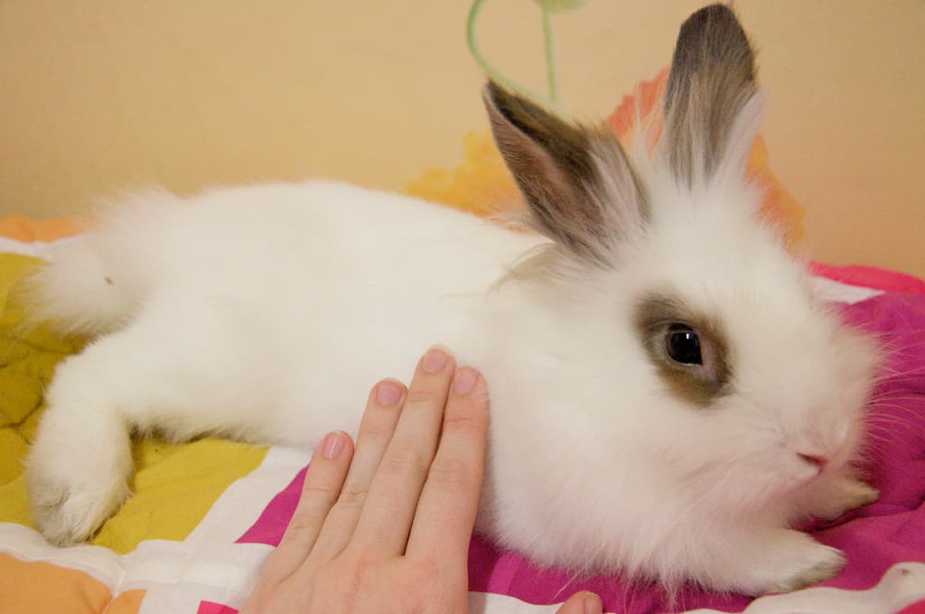 Pet Friendly Rabbit Pet Rabbits: An Expert Guide to Caring for a Pet Rabbit - Petful