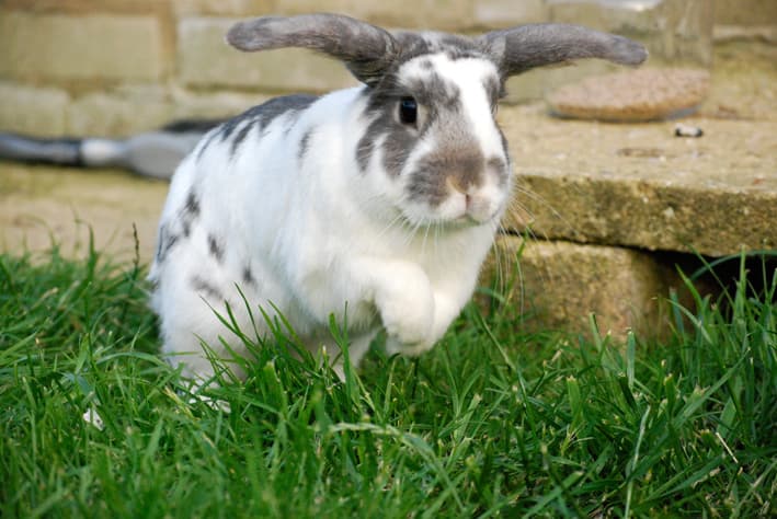 Pets Rabbits's Pet Rabbits: An Expert Guide to Caring for a Pet Rabbit - Petful