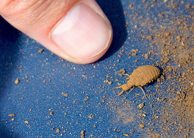 Uk Doodlebug Insect Insects as Pets: 10 Beginner-Friendly Pet Bugs