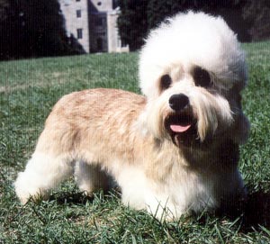 Dandie Dinmont Terrier