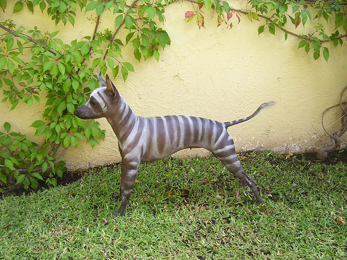 Xoloitzcuintli weird canines