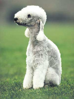 Bedlington Terrier