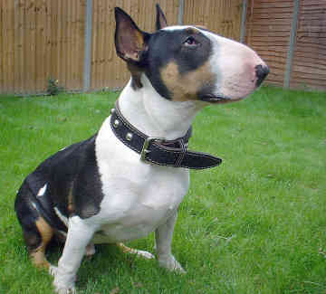 bull terrier funny spuds