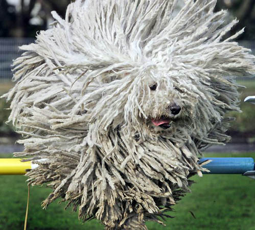 Puli funniest dog breeds