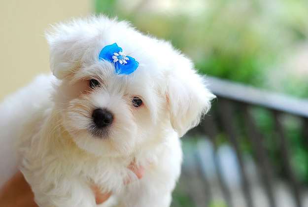 small dog breeds that never grow