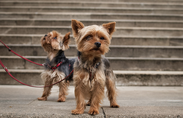 Yorkshire Terrier