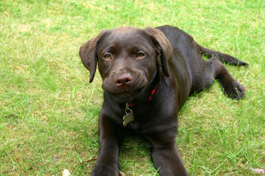 can you give dogs human stool softener