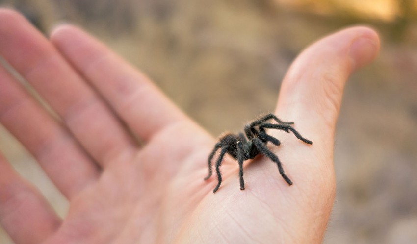 pet tarantulas bite