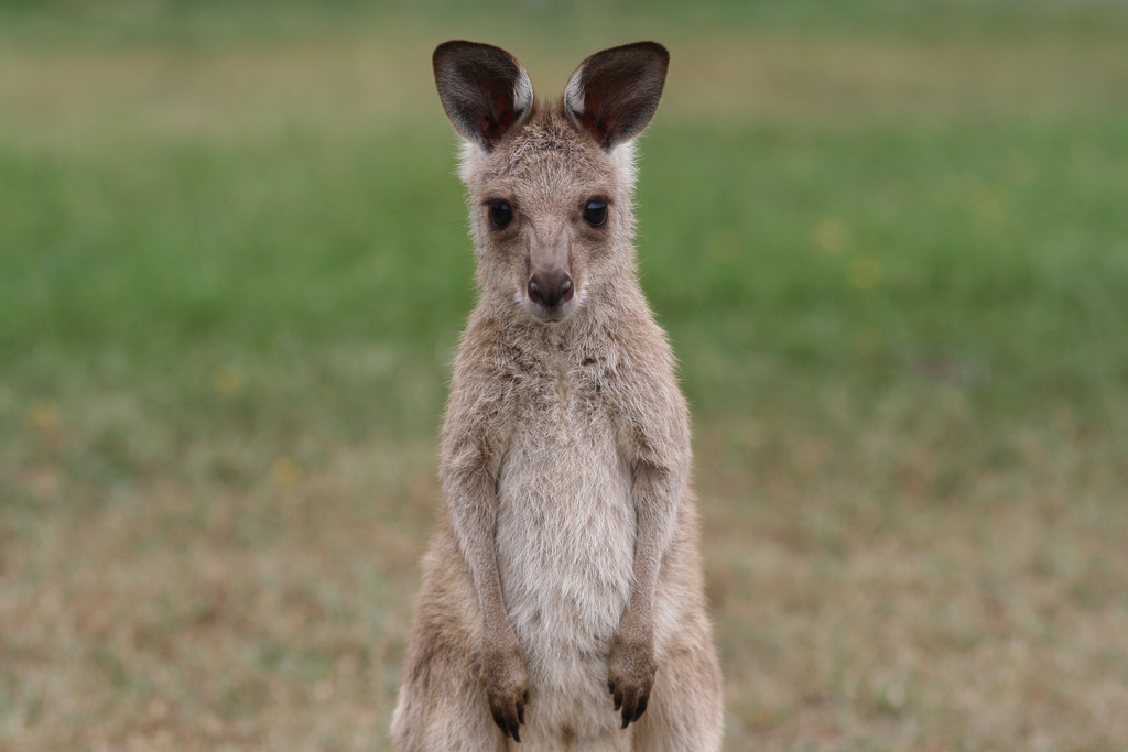 is kangaroo good for dogs