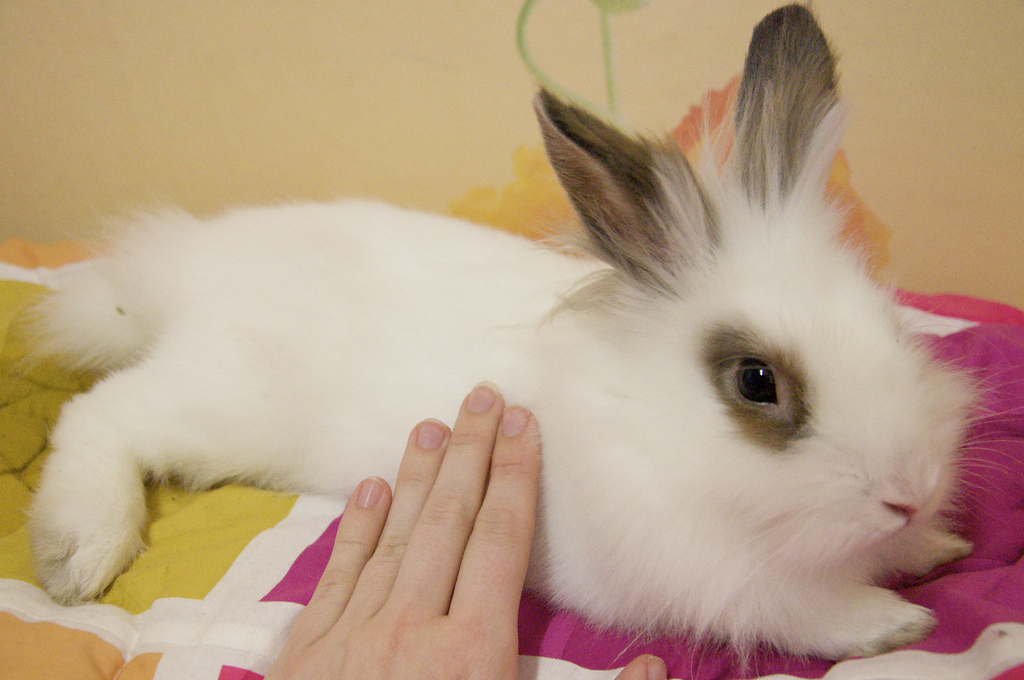 Pet Rabbits: An Expert Guide to Caring for a Pet Rabbit