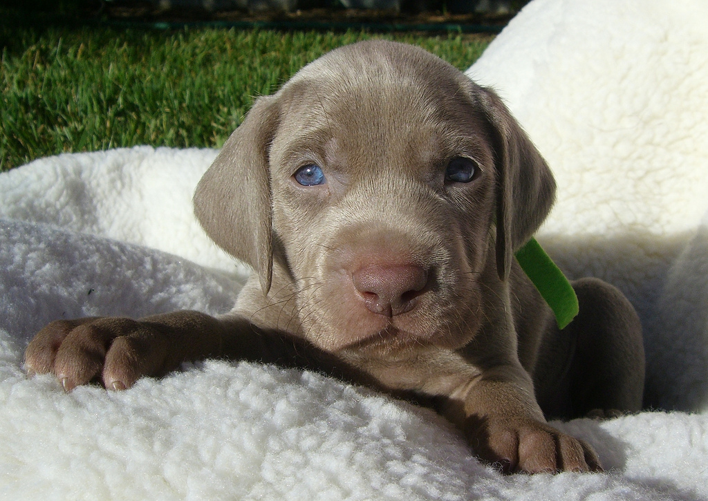 Why Do Dogs Burrow Under Blankets?