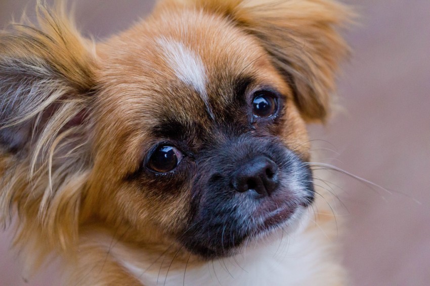 treatment of parvo in puppies treatment of parvo in puppies