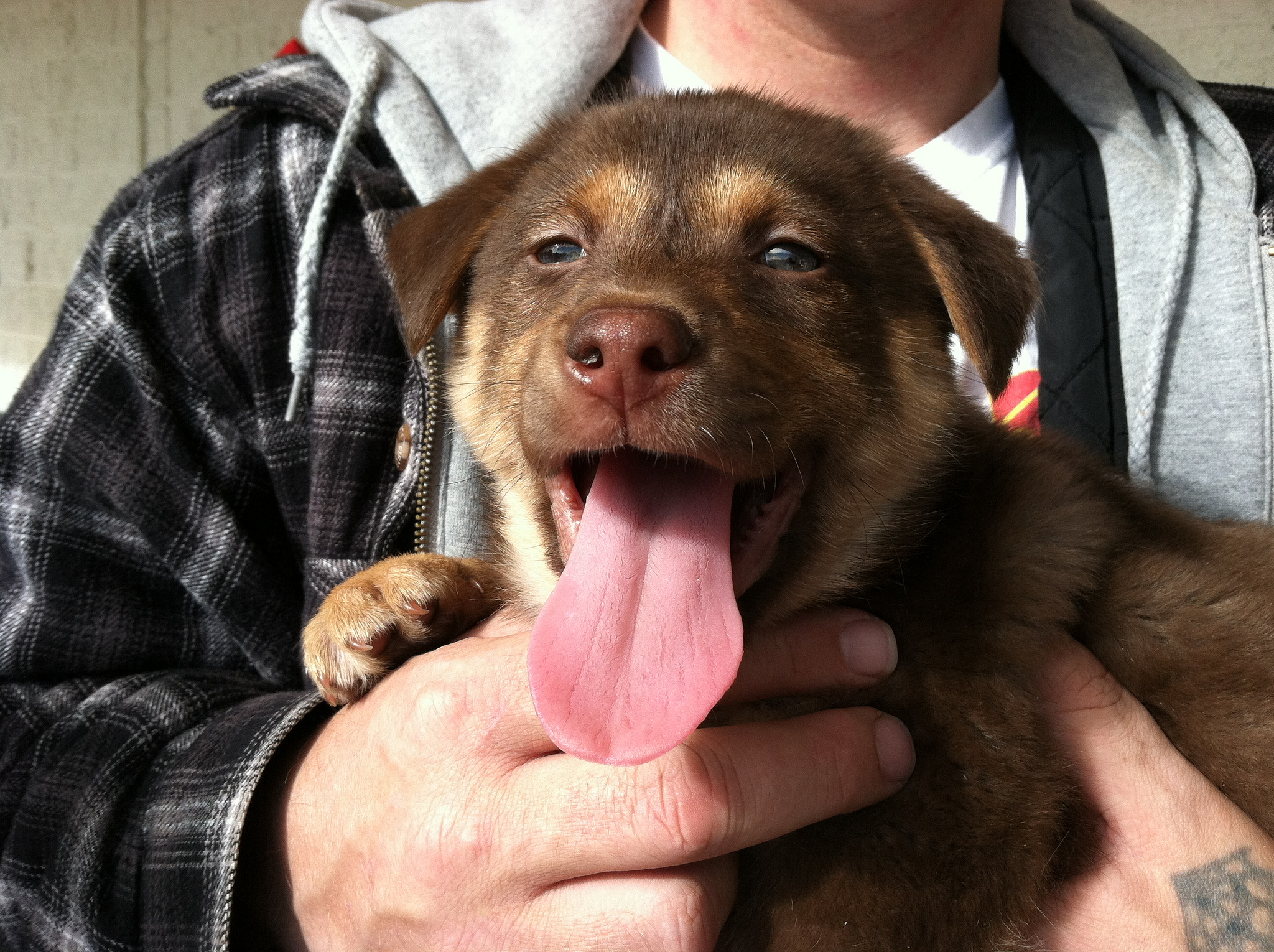 dog's breath smells different