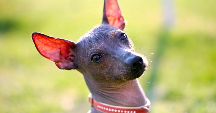 Xoloitzcuintli breed profile