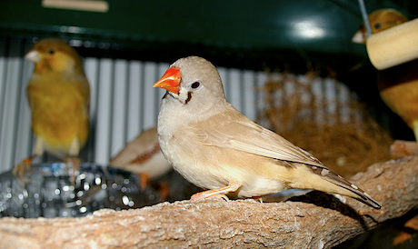 Caring for finches at home