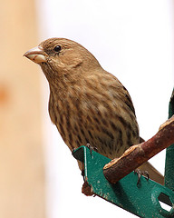 caring for finches