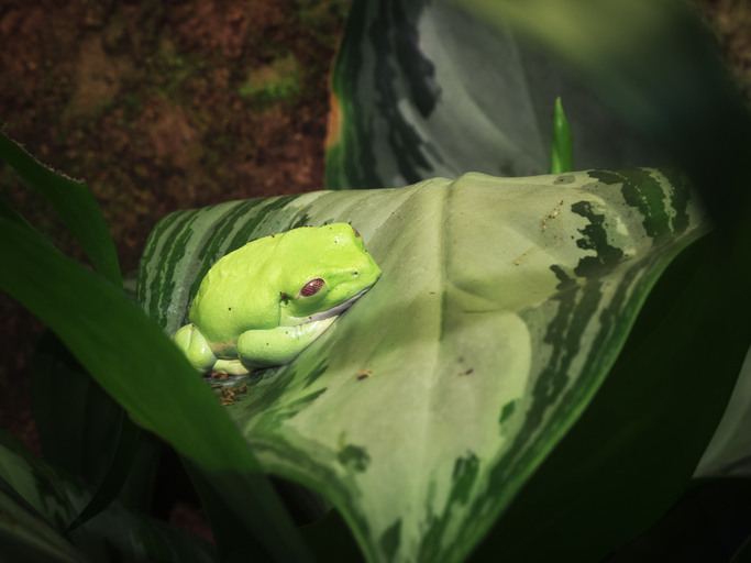 how to keep a frog in a jar