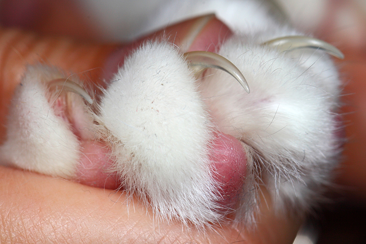 cat toe nails