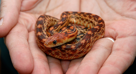 Pet snake skin problems