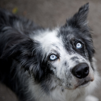 5 Things to Know About Border Collies - Petful