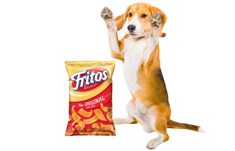 why do dog feet smell like fritos