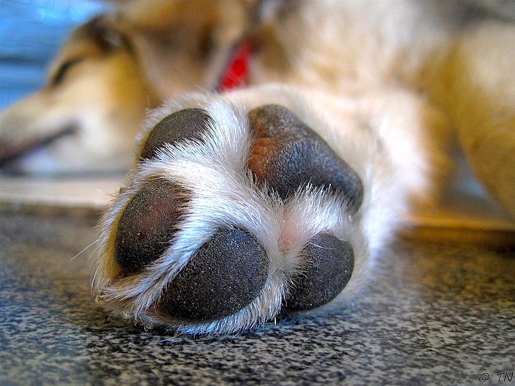 why do dog feet smell like fritos