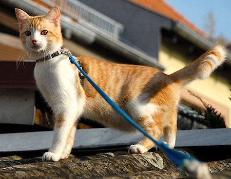 Is it safe to walk your cat on a leash in the city? Probably not worth it.