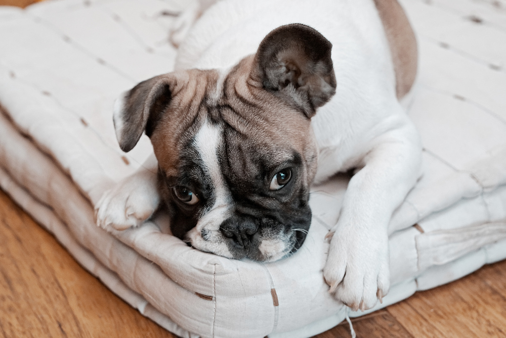dog-proof your home image